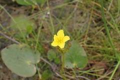 Ornduffia reniformis