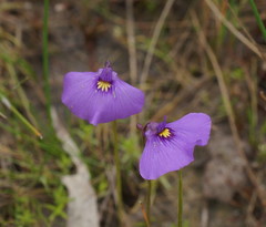 Utricularia beaugleholei