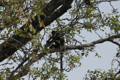 Colobus guereza