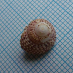 Maurea punctulata