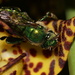 Mighty Orchid Bee - Photo (c) Daniel Dorantes, some rights reserved (CC BY-NC), uploaded by Daniel Dorantes