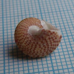 Maurea punctulata