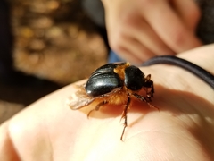 Pleocoma dubitabilis dubitabilis