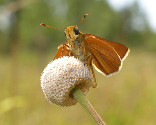 Berry's Skipper photo 5