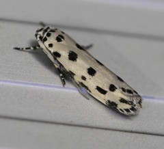 Ethmia sphaerosticha