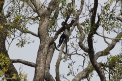 Colobus guereza
