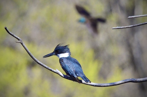 Belted Kingfisher photographed in Colorado