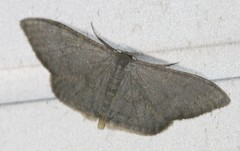 Idaea coercita