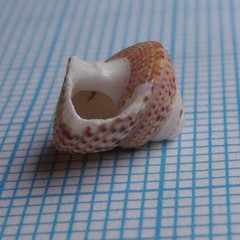 Maurea punctulata