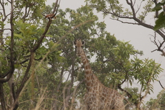 Giraffa camelopardalis antiquorum
