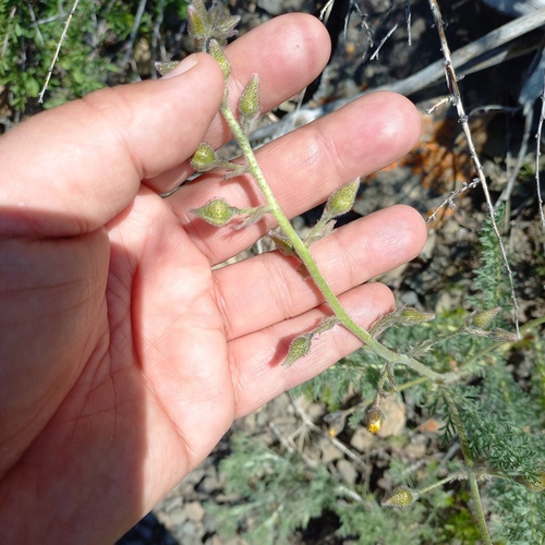 Biebersteinia multifida (Biebersteinia multifida)