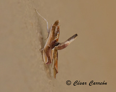 Agathodes monstralis