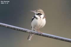 Dendronanthus indicus