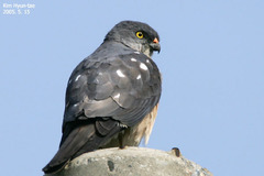 Accipiter soloensis