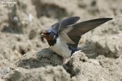 Hirundo rustica gutturalis