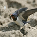 Amur Barn Swallow - Photo (c) Kim, Hyun-tae, some rights reserved (CC BY), uploaded by Kim, Hyun-tae