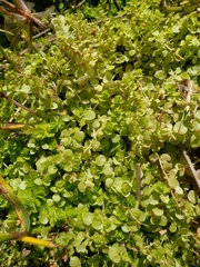 Micranthemum umbrosum