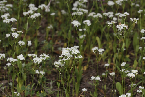 Image of Valerianella amarella by (c) Reid Hardin, some rights reserved (CC BY)