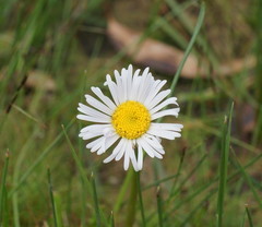 Allittia cardiocarpa