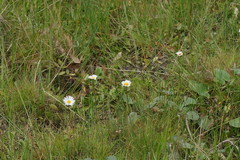 Allittia cardiocarpa