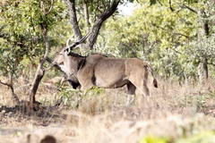 Tragelaphus derbianus