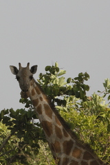 Giraffa camelopardalis antiquorum