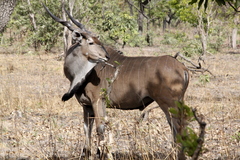 Tragelaphus derbianus