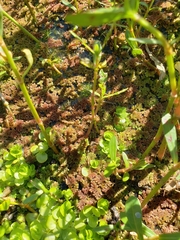 Azolla caroliniana