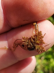 Azolla caroliniana
