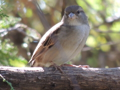 Passer domesticus