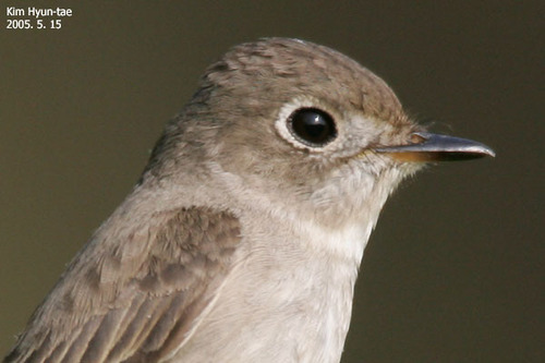 Asian Brown Flycatcher (Muscicapa dauurica), photo 9