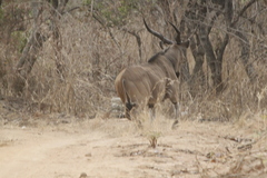 Tragelaphus derbianus