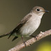 Asian Brown Flycatcher - Photo (c) Kim, Hyun-tae, some rights reserved (CC BY), uploaded by Kim, Hyun-tae