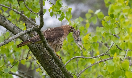 Red-tailed Hawk photographed in New York