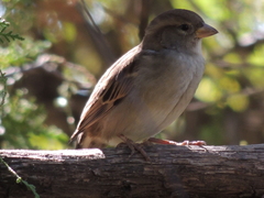 Passer domesticus