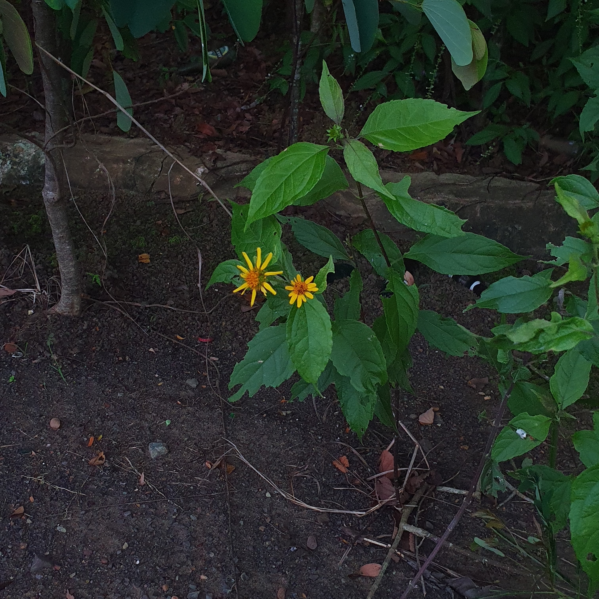 Tilesia baccata