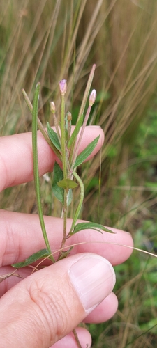 Epilobium denticulatum (Epilobium denticulatum)