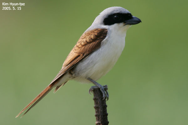 Tiger Shrike (Lanius tigrinus) photo