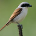 Tiger Shrike - Photo (c) Kim, Hyun-tae, some rights reserved (CC BY), uploaded by Kim, Hyun-tae