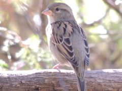 Passer domesticus