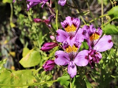 Alstroemeria magnifica