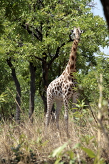 Giraffa camelopardalis antiquorum