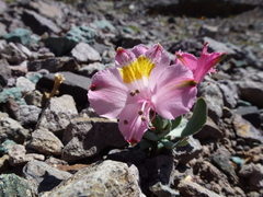 Alstroemeria umbellata