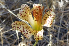 Alstroemeria versicolor