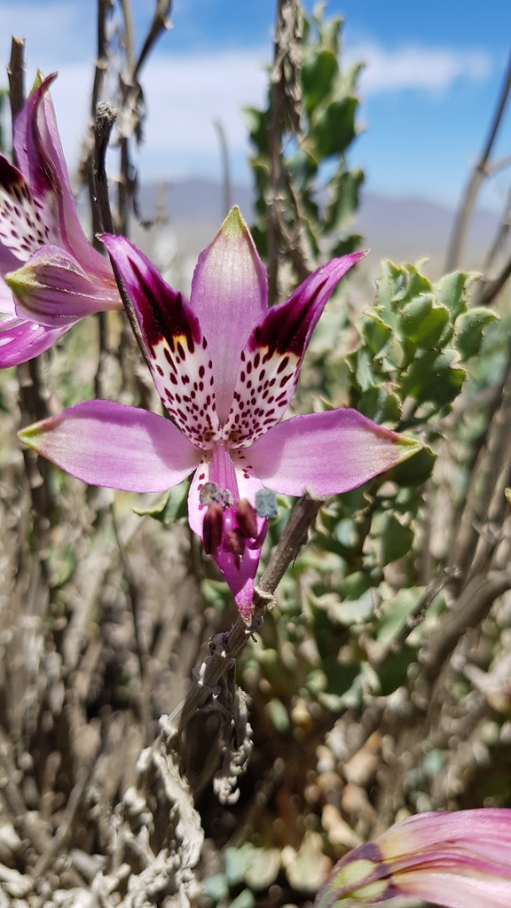 Alstroemeria werdermannii