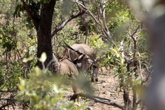 Tragelaphus derbianus