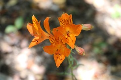 Alstroemeria ligtu