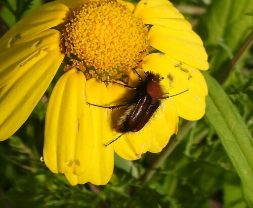 Pygopleurus anemoninus · iNaturalist