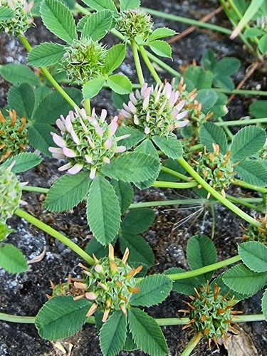 Trifolium glomeratum image