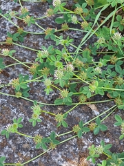 Image of Trifolium glomeratum